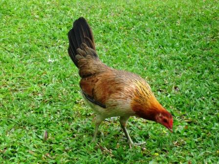 Feral chicken Puna